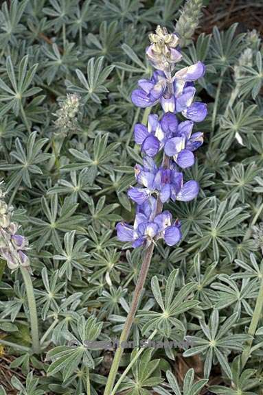 lupinus grayi 4 graphic